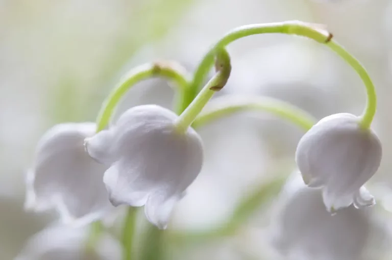 muguet