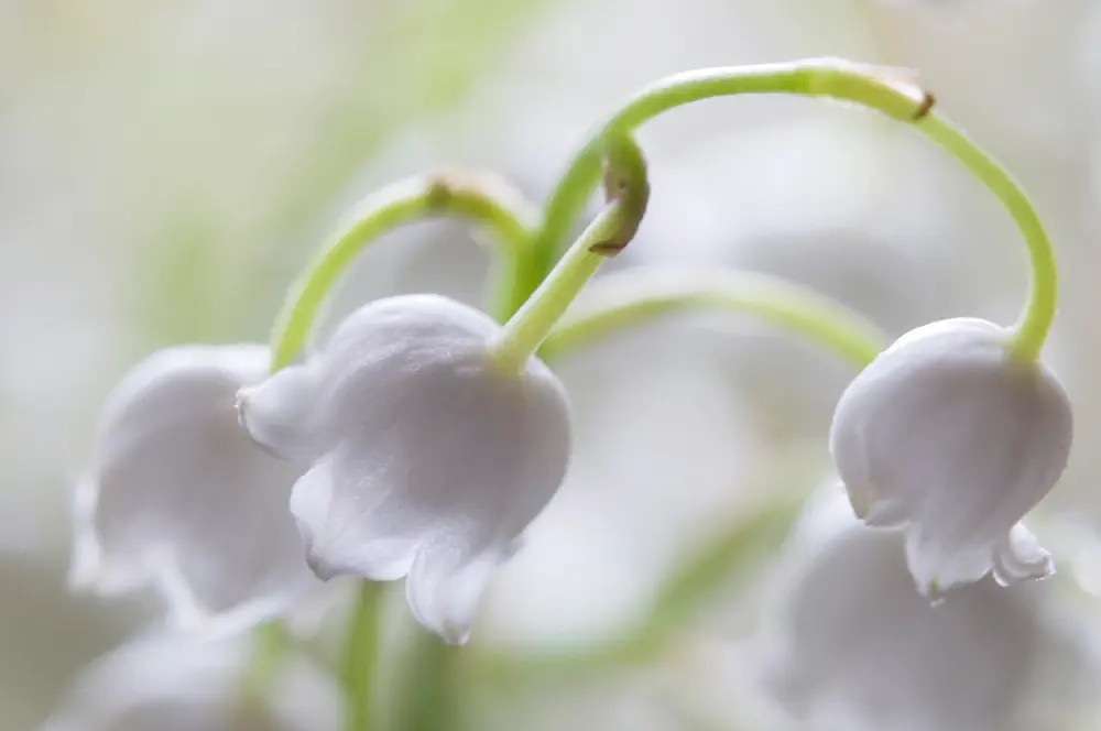 muguet