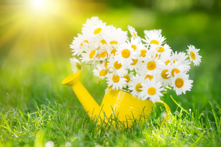 menopause et naturopathie